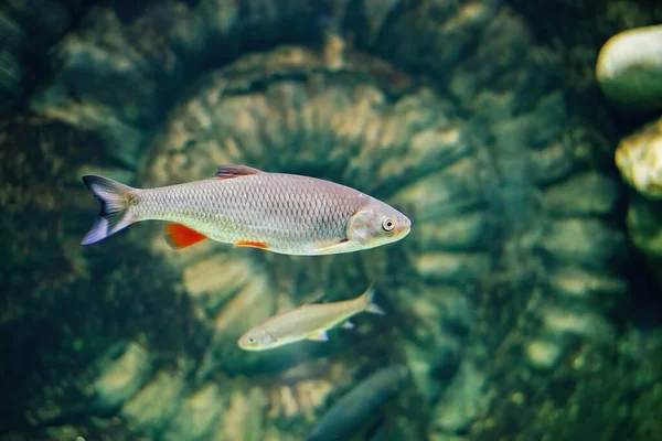 Fische unter Wasser gegen eine große versteinerte Schale. — Stockfoto