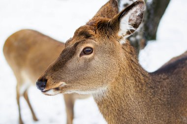 Bir dişi benekli geyik. Güneşli kış günü, kar yağdı.