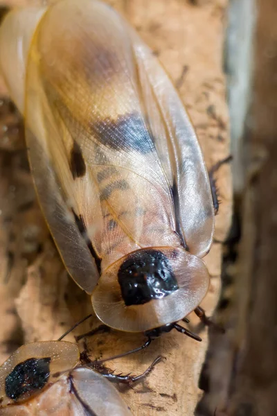 Una enorme cucaracha tropical se sienta en un árbol. —  Fotos de Stock