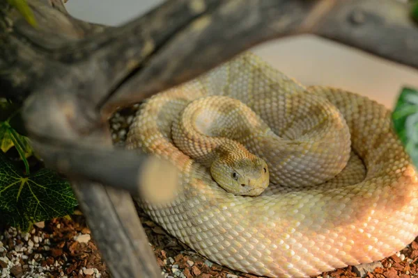 Un peligroso reptil yace en el suelo. La serpiente acechaba. — Foto de Stock