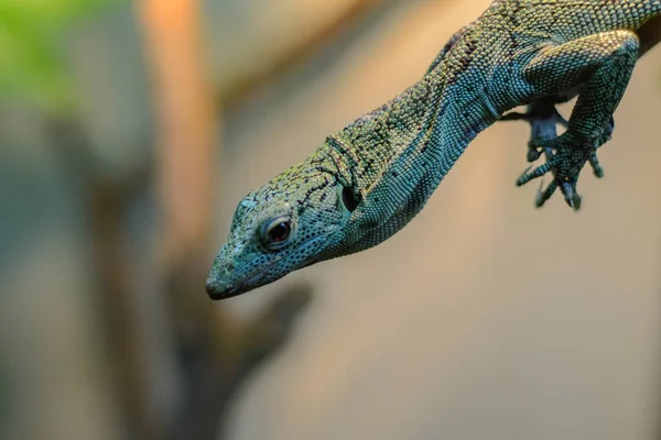 Un lagarto grande y tropical cuelga de una rama. — Foto de Stock