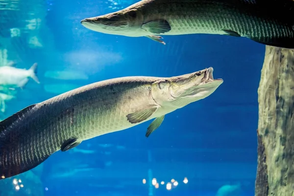 Peixe relict Arapaima debaixo de água. — Fotografia de Stock