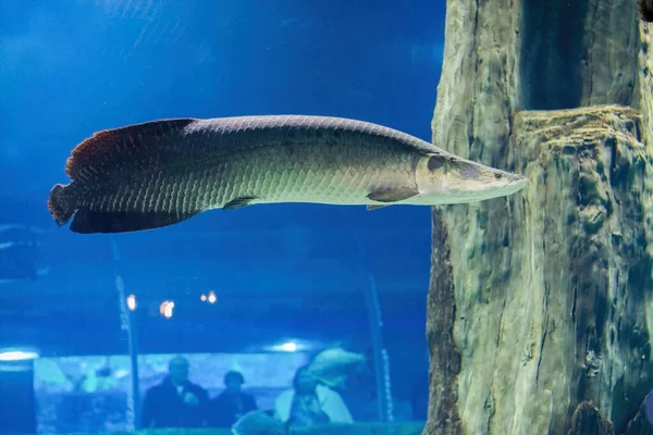 Peixe relict Arapaima debaixo de água. — Fotografia de Stock