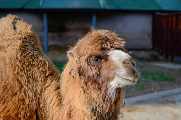 A shaggy, red camel in a stall. — Stock Photo, Image