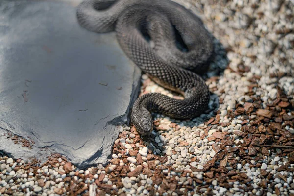 Tehlikeli bir sürüngen yerde yatıyor. Yılan gizlendi..