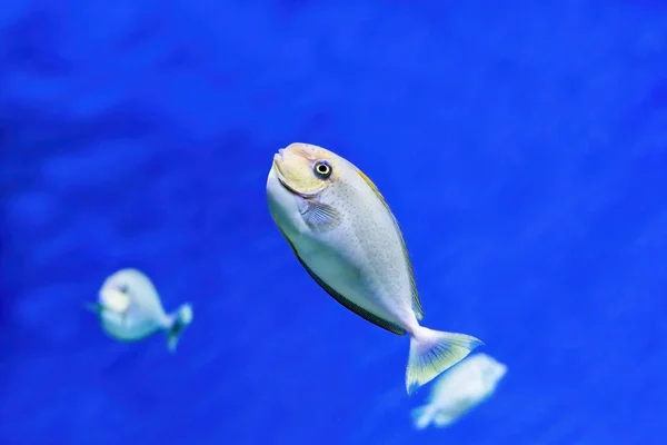 Pesci tropicali su sfondo blu. — Foto Stock