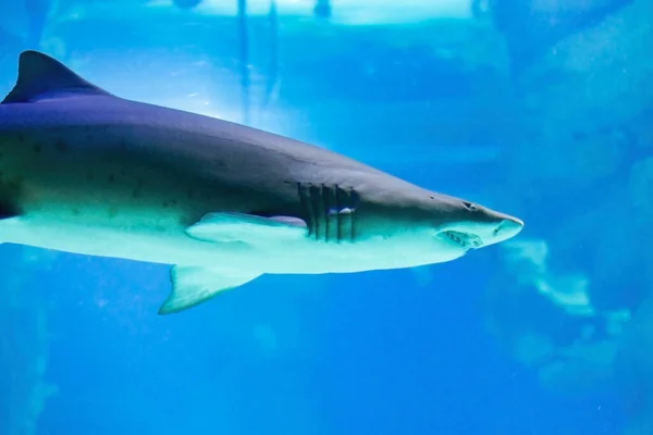 Dicht bij een stier haai. Enorme, vreselijke tanden zijn zichtbaar.. — Stockfoto