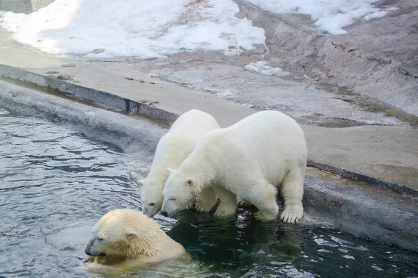 北极熊幼崽紧挨着母熊. — 图库照片