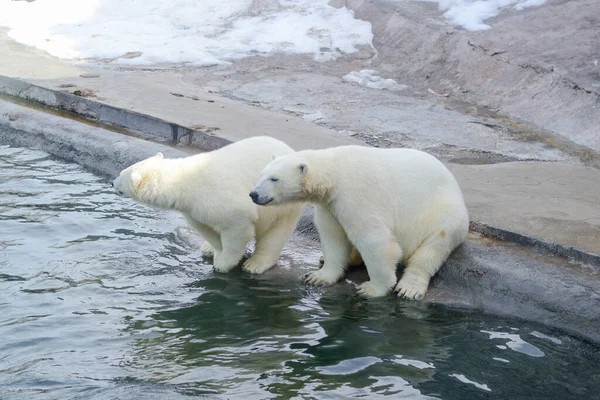 Dos osos polares jóvenes cerca del estanque. — Foto de Stock