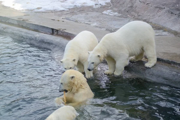 Eisbärenjunge neben Bärenmutter. — Stockfoto