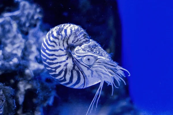 Relikt des Nautilus Pompilius. — Stockfoto