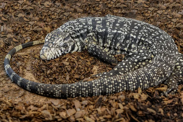 Un lagarto grande, blanco y negro se durmió en la corteza desmoronada de los árboles. — Foto de Stock