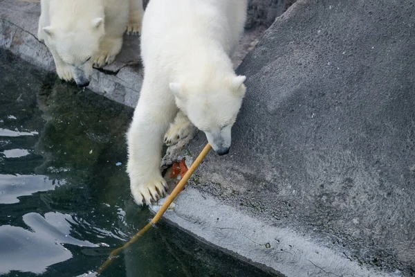 Jóvenes osos polares juegan en el agua. — Foto de Stock