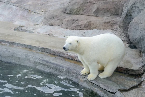 Suyun yanında kutup ayısı.