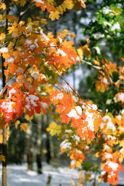 Karda kırmızı ve sarı Kanada akçaağacı yaprakları.