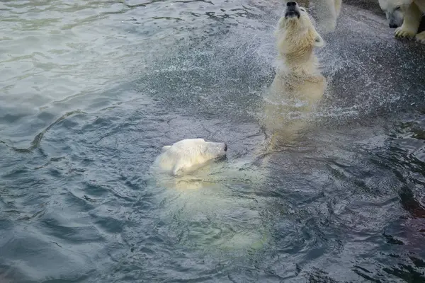 Jonge ijsberen spelen in het water. — Stockfoto