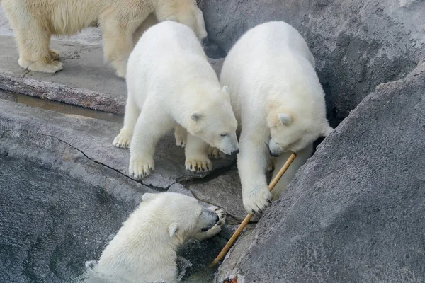 Polar bear cubs next to mother bear. — Stock Photo, Image
