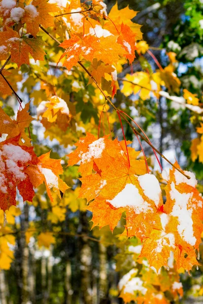 Blätter des roten und gelben kanadischen Ahorns im Schnee. — Stockfoto