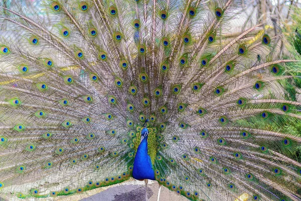 Pavone ha aperto una coda screziata. — Foto Stock