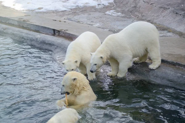 Polar bear cubs next to mother bear. Stock Photo