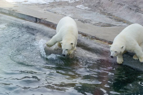 Jonge ijsberen spelen in het water. Rechtenvrije Stockfoto's