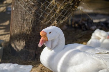 Beyaz Çin kazı güneşte güneşleniyor.