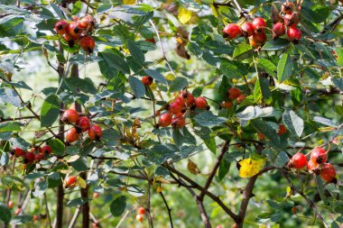 Olgun gül üzümleri güneşte parlar.