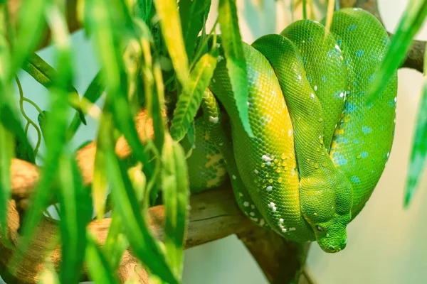 Büyük yeşil bir boa yılanı bir ağaç dalına asılmış.. — Stok fotoğraf