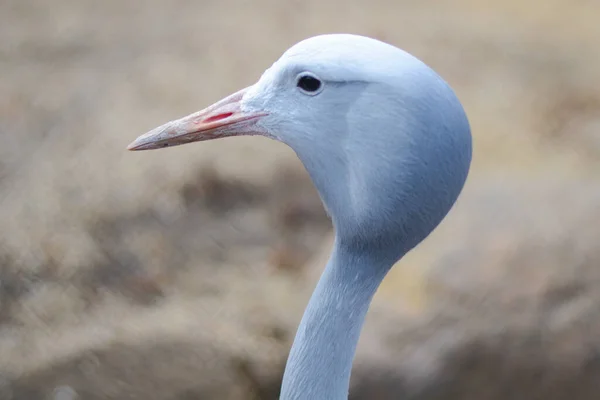 Et nærbillede af fuglehovedet. - Stock-foto