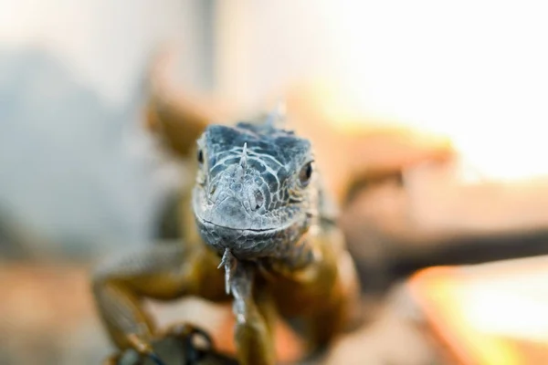 Lagarto hocico, disparo de cerca. — Foto de Stock