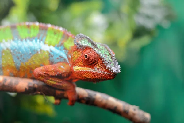 El nombre en latín es lagarto Chamaeleonidae. — Foto de Stock