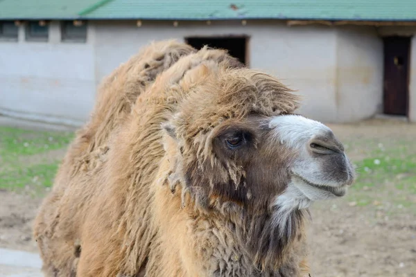 A shaggy, red camel in a stall. — Stock Photo, Image