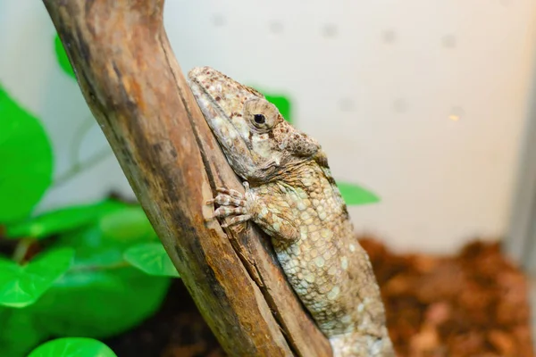 Un camaleón gris se sienta en una rama en un terrario. — Foto de Stock