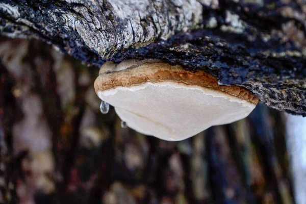 Medicinal mushroom Inonotus obliquus.