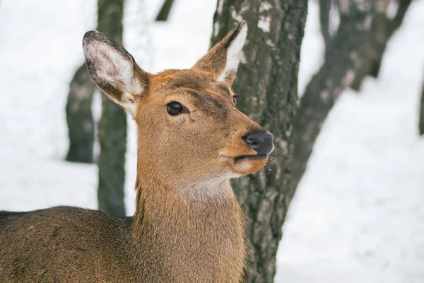 Bir dişi benekli geyik. Güneşli kış günü, kar yağdı.