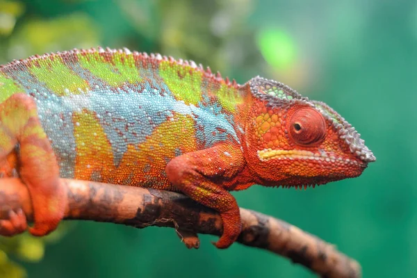 El nombre en latín es lagarto Chamaeleonidae. — Foto de Stock