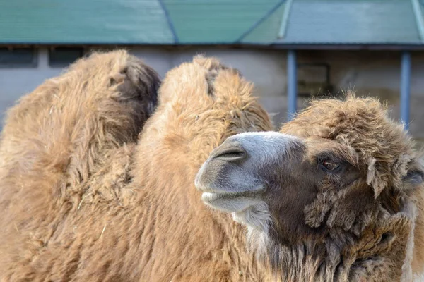 A shaggy, red camel in a stall. — Stock Photo, Image