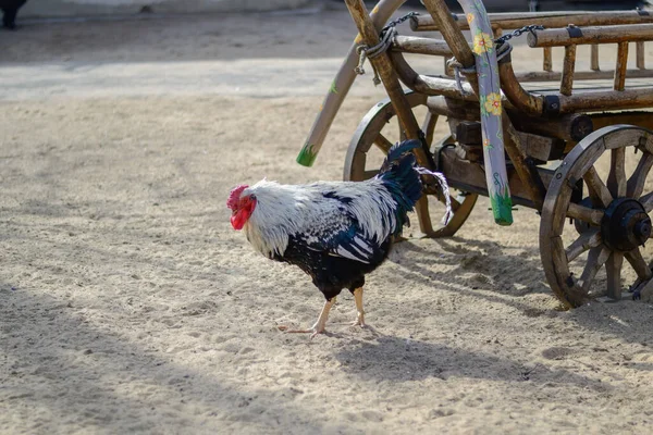 Un gallo si trova accanto a un vecchio carro. — Foto Stock