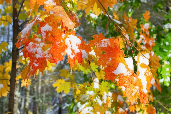 Feuilles d'érable dans la neige. Des glaçons pendent aux feuilles. — Photo