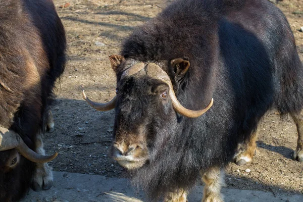 Shaggy bulls glisten in the sun. Muskoxen, mammals — Stock Photo, Image