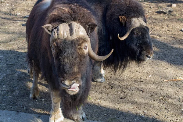 Shaggy bulls glisten in the sun. Muskoxen, mammals — Stock Photo, Image