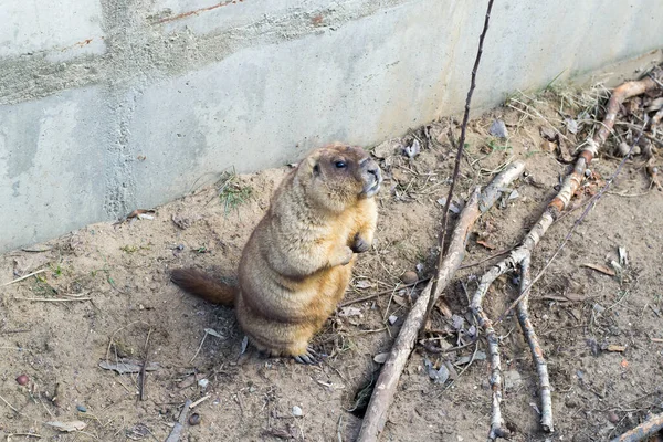 Groundhog виглядає вам цікаво . — стокове фото