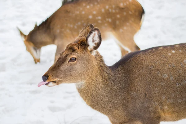 A female spotted deer. Sunny winter day, snow fell. — Stock Photo, Image