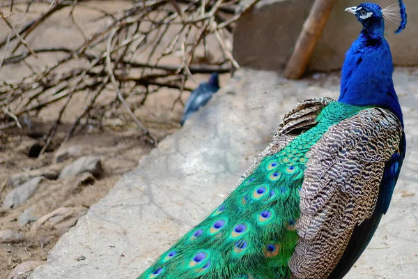 Pfau mit gefaltetem Schwanz. — Stockfoto