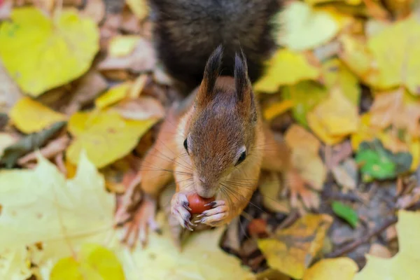 Esquilo vermelho engraçado e fofo. — Fotografia de Stock