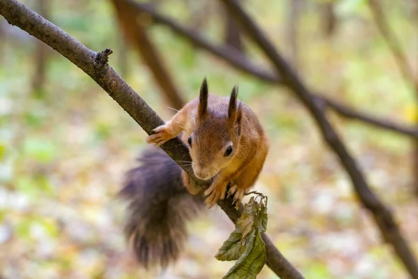 Lustiges und flauschiges rotes Eichhörnchen. — Stockfoto