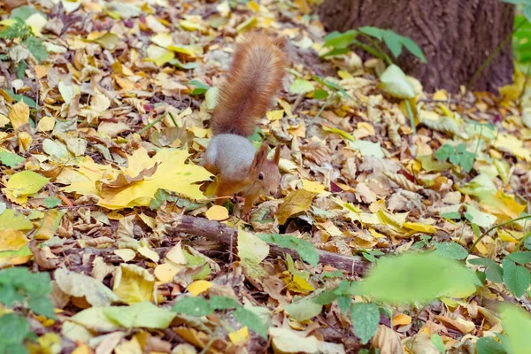 Écureuil roux drôle et duveteux. — Photo