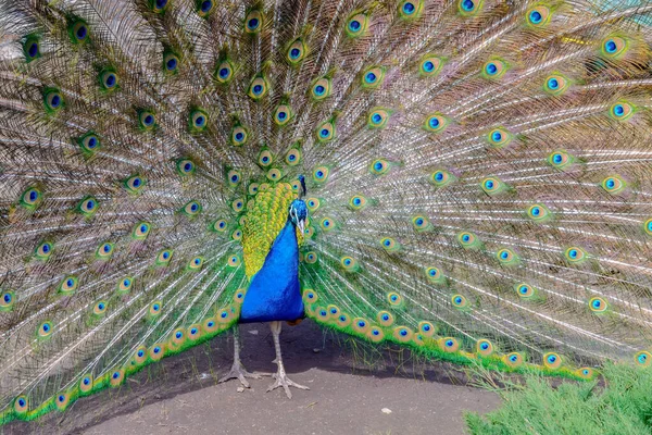 Peacock åbnede en broget hale. - Stock-foto