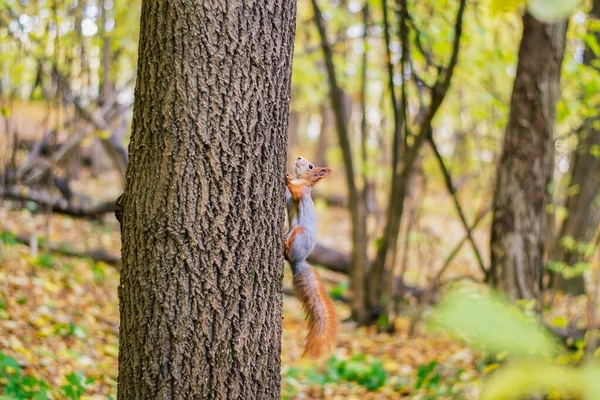 Funny and fluffy red squirrel. — Stock Photo, Image