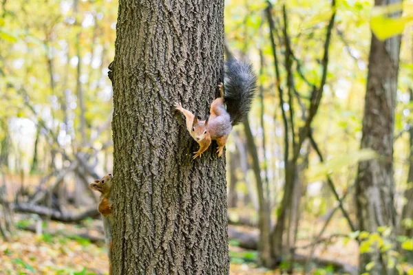 Funny and fluffy red squirrel. — Stock Photo, Image